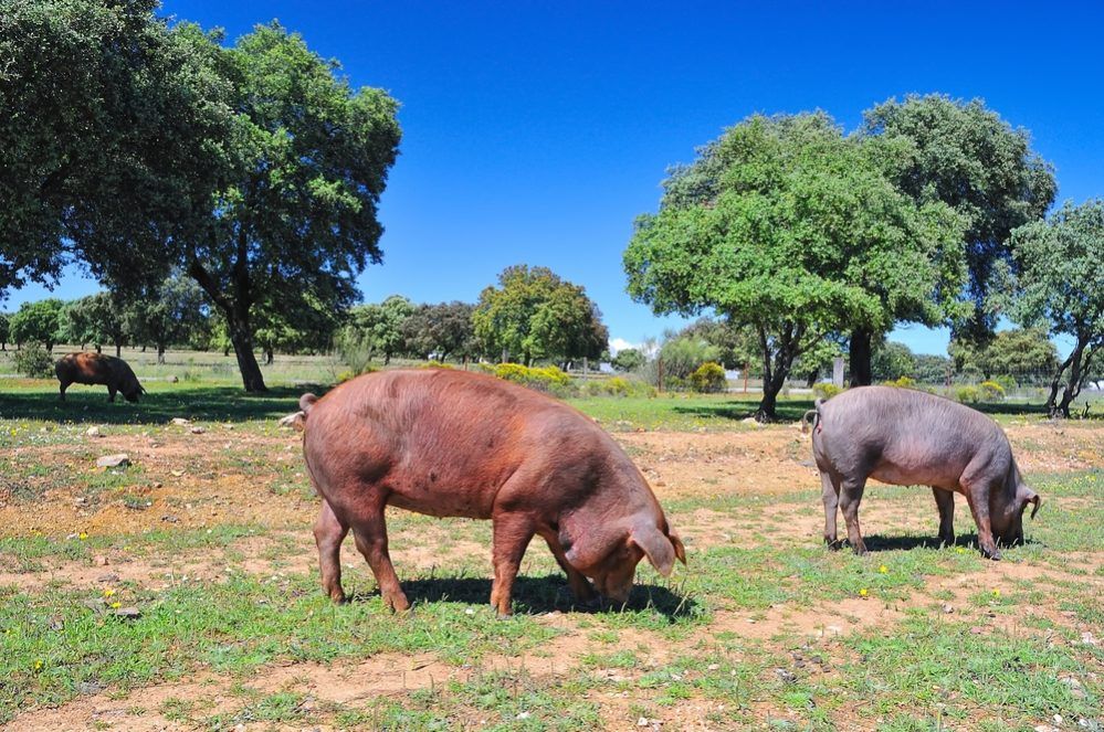beneficios de las bellotas en la alimentacion del cerdo iberico