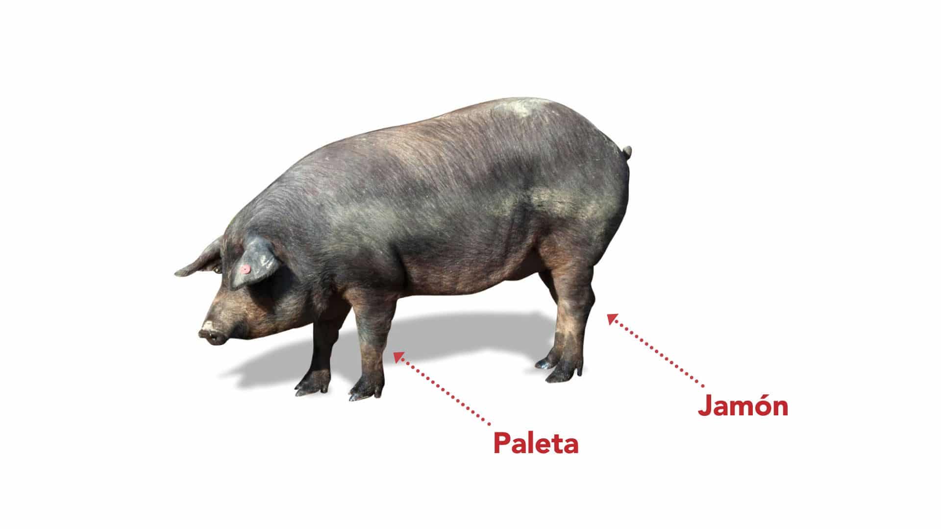 diferencias entre paletaibérica y jamón ibérico